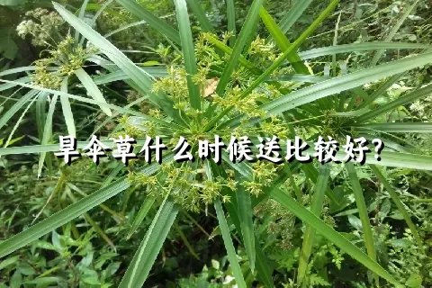 旱伞草什么时候送比较好？