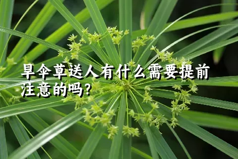 旱伞草送人有什么需要提前注意的吗？