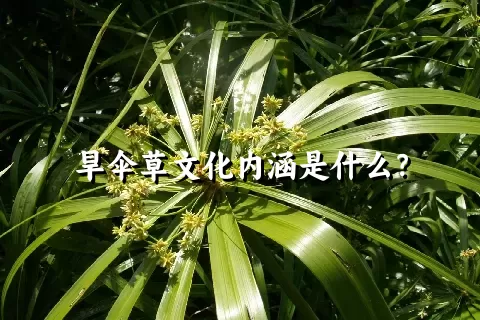 旱伞草文化内涵是什么？