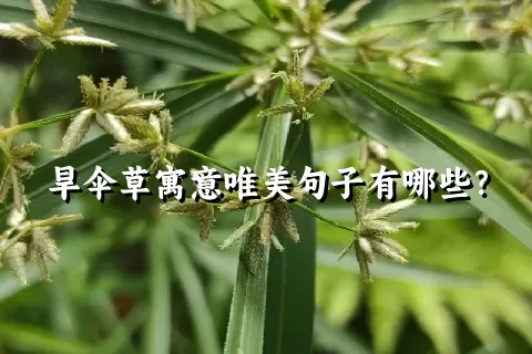 旱伞草寓意唯美句子有哪些？