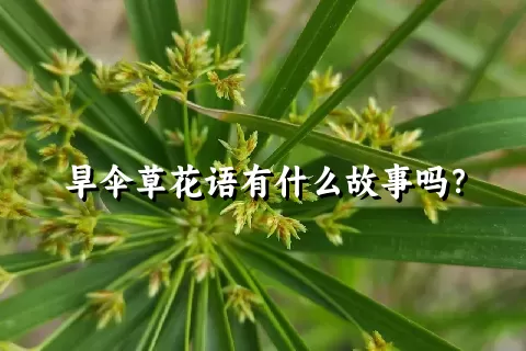 旱伞草花语有什么故事吗？