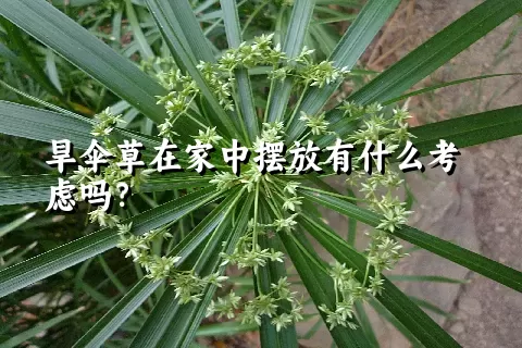 旱伞草在家中摆放有什么考虑吗？