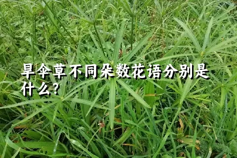 旱伞草不同朵数花语分别是什么？