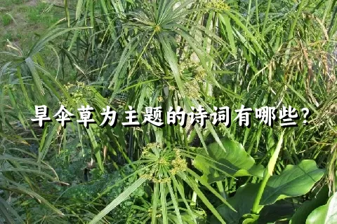 旱伞草为主题的诗词有哪些？