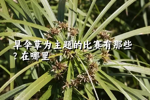 旱伞草为主题的比赛有那些？在哪里