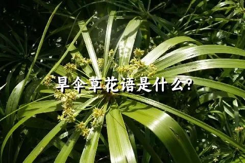 旱伞草花语是什么？