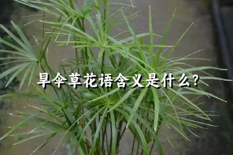 旱伞草花语含义是什么？