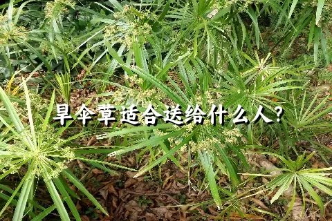 旱伞草适合送给什么人？