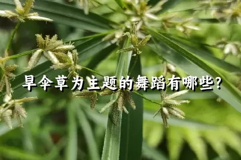 旱伞草为主题的舞蹈有哪些？