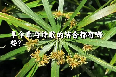 旱伞草与诗歌的结合都有哪些？