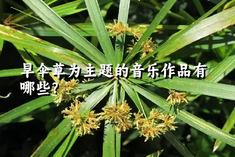 旱伞草为主题的音乐作品有哪些？