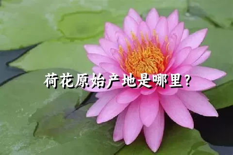 荷花原始产地是哪里？