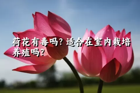 荷花有毒吗？适合在室内栽培养殖吗？