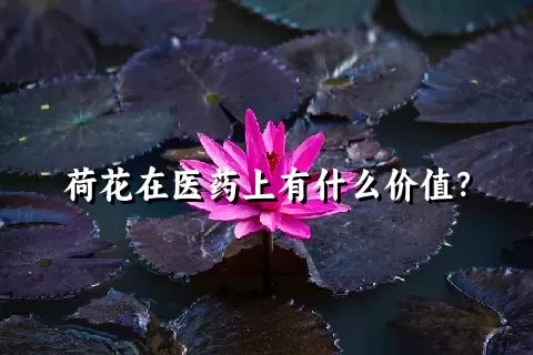 荷花在医药上有什么价值？