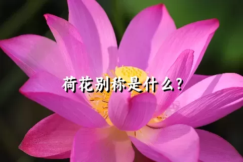 荷花别称是什么？