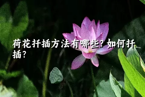 荷花扦插方法有哪些？如何扦插？