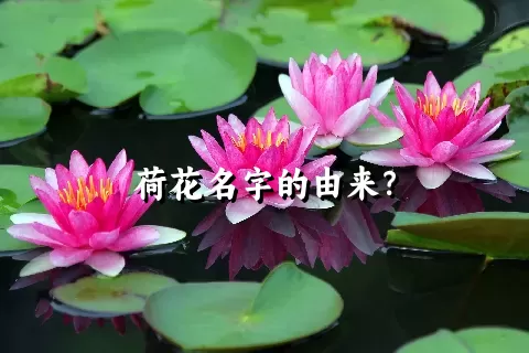 荷花名字的由来？