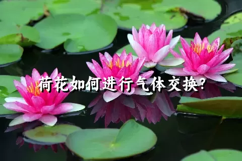 荷花如何进行气体交换？