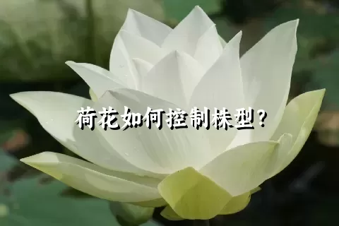 荷花如何控制株型？