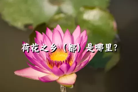 荷花之乡（都）是哪里？