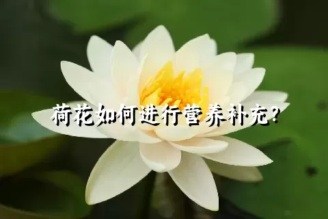 荷花如何进行营养补充？