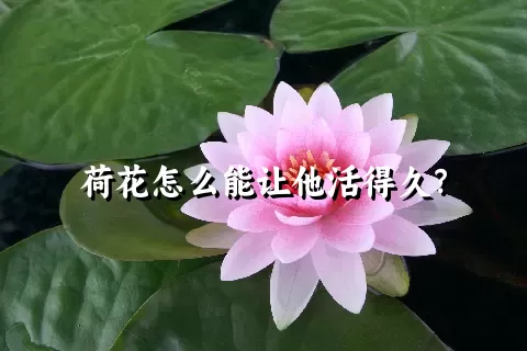 荷花怎么能让他活得久？