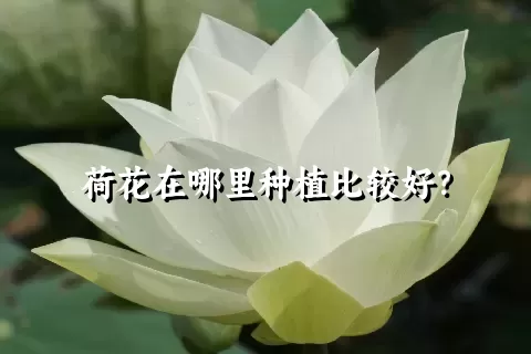 荷花在哪里种植比较好？