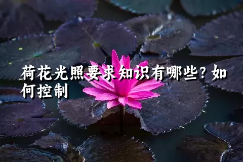 荷花光照要求知识有哪些？如何控制