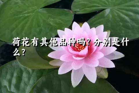 荷花有其他品种吗？分别是什么？