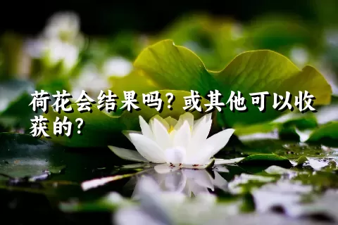 荷花会结果吗？或其他可以收获的？