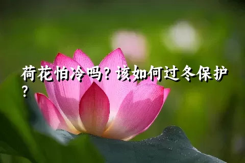 荷花怕冷吗？该如何过冬保护？