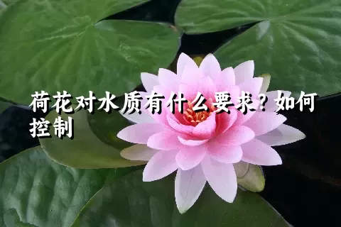 荷花对水质有什么要求？如何控制