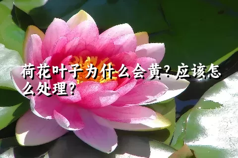 荷花叶子为什么会黄？应该怎么处理？