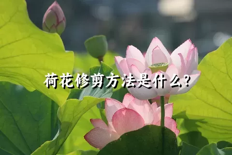 荷花修剪方法是什么？