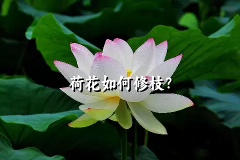 荷花如何修枝？