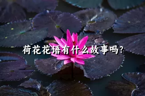 荷花花语有什么故事吗？