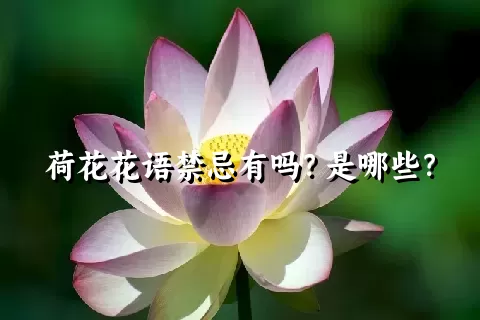 荷花花语禁忌有吗？是哪些？