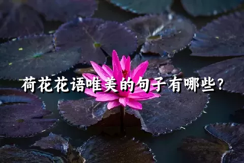 荷花花语唯美的句子有哪些？