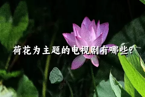 荷花为主题的电视剧有哪些？