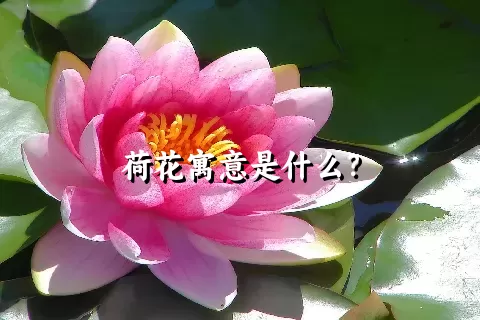 荷花寓意是什么？