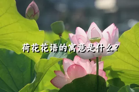 荷花花语的寓意是什么？