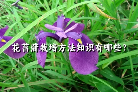 花菖蒲栽培方法知识有哪些？