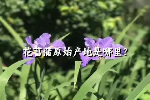 花菖蒲原始产地是哪里？