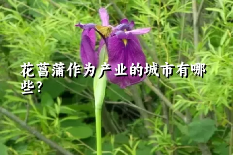 花菖蒲作为产业的城市有哪些？