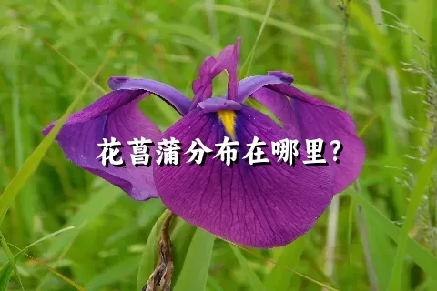 花菖蒲分布在哪里?