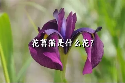 花菖蒲是什么花？