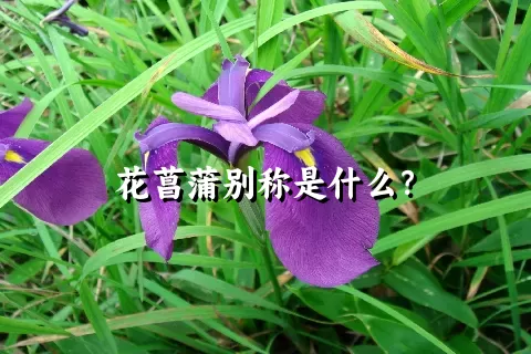 花菖蒲别称是什么？