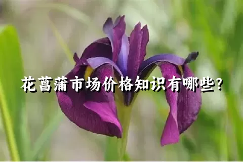 花菖蒲市场价格知识有哪些？