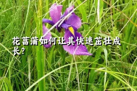 花菖蒲如何让其快速茁壮成长？