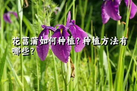 花菖蒲如何种植？种植方法有哪些？